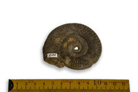 F 02136
<br/>
<br/>
<em></em>